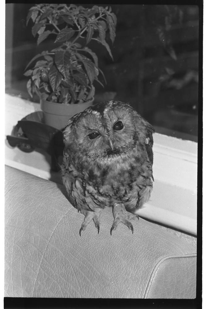 Upholland Owl 1960's
