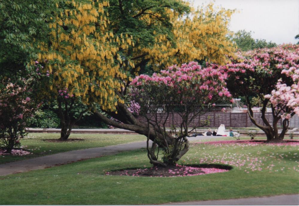 Rhododendrons