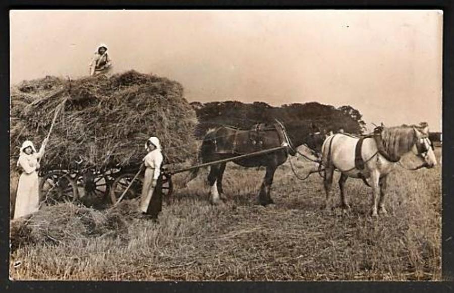 Haymaking at Orrell