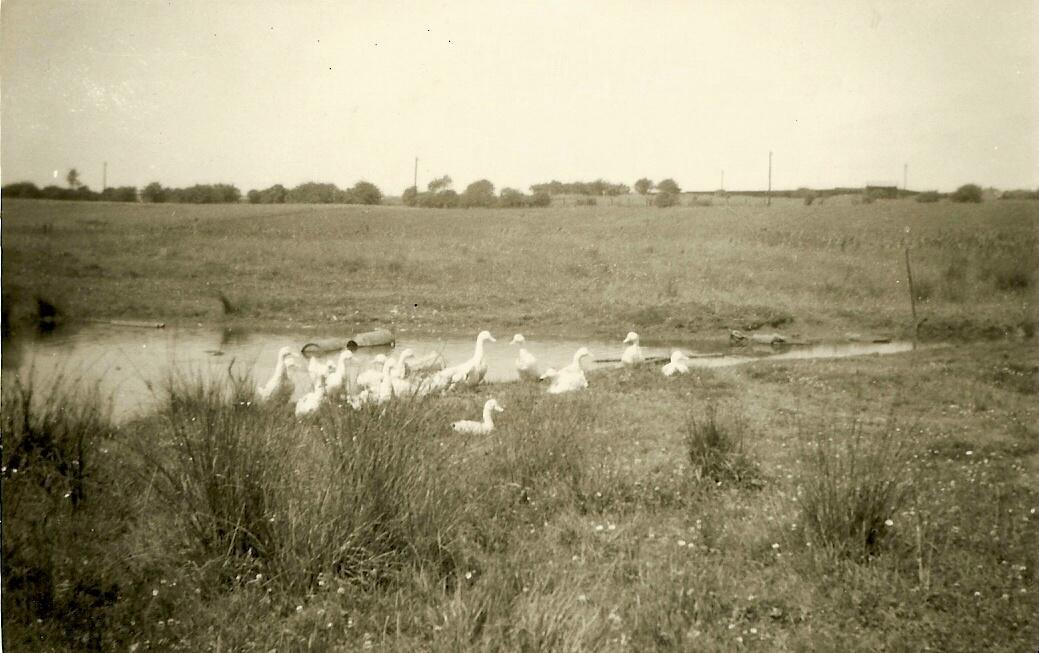 Duckpond at Stonehouse Farm, Marsh Green, 1964.