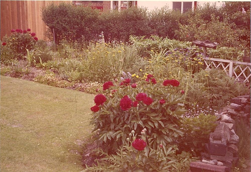 Peonies in Bloom in a Standish Garden-01-06-1970.