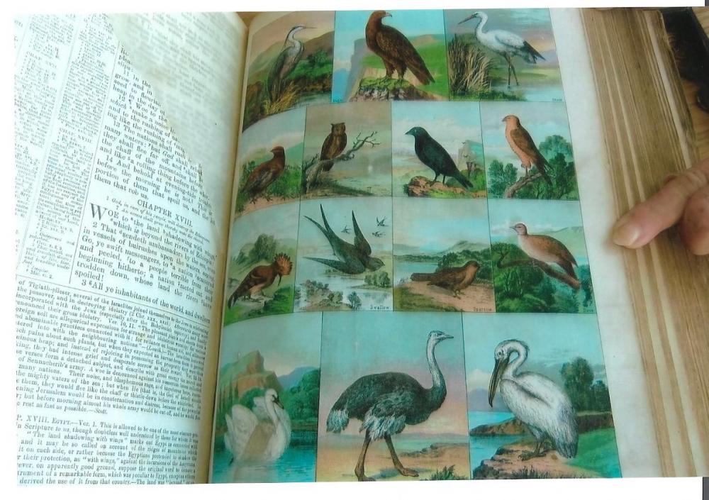 Bible Natural History 