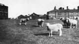 Rectory field