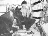 Pony King with T. Grundy at Pemberton Colliery c1940.