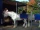 Horses for the Joshua Tetley & Son carriage. (76K)