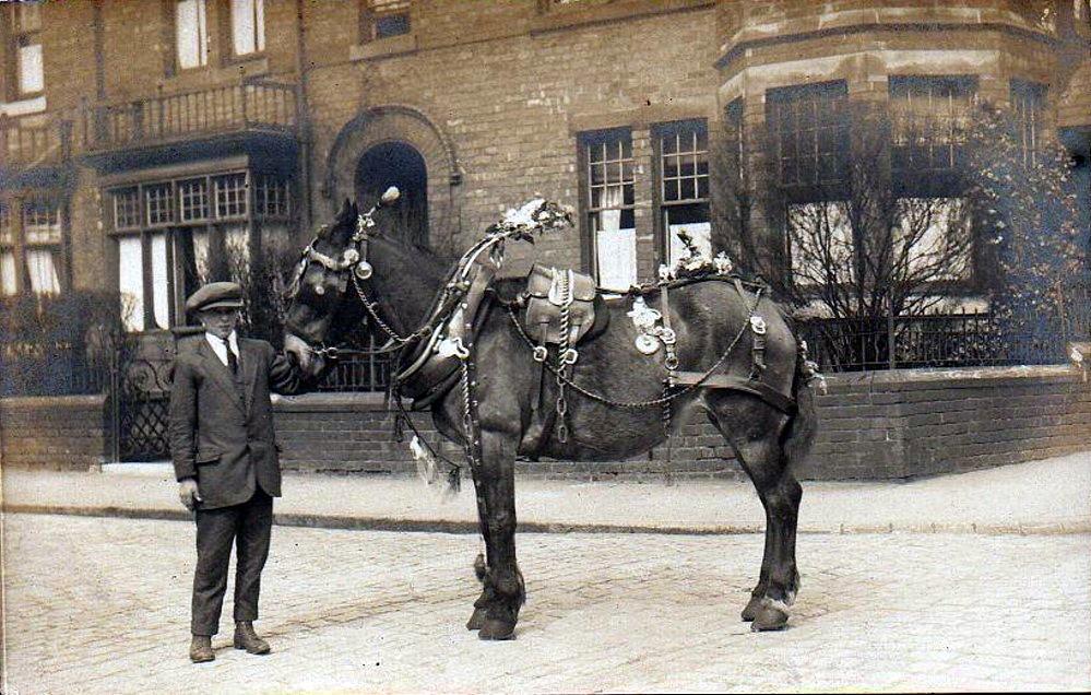 Decorated Horse early 1900's