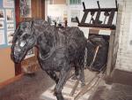 Pit pony exhibit in the original colliery office (94K)