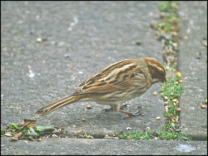 A Female Reed Bunting
