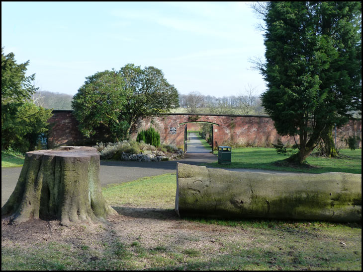 Felled Tree in the Walled Gardens