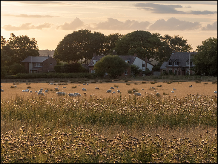 Sheep In Field At Sunset