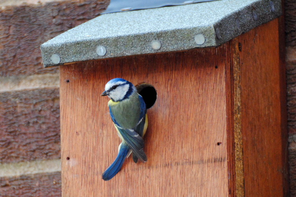 Blue Tits, Feeding Time