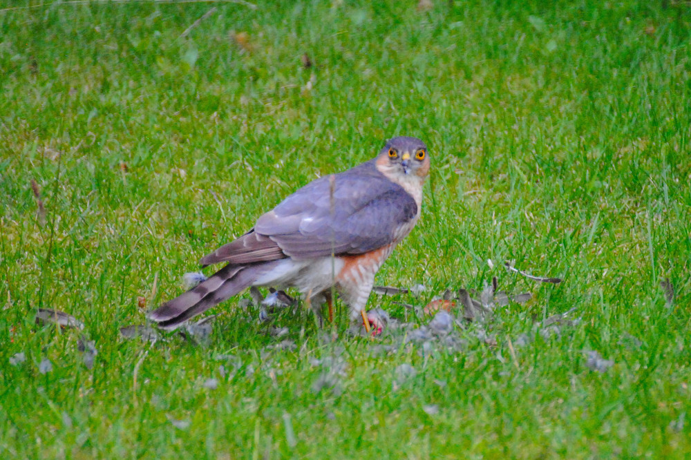 Sparrow Hawk Feeding