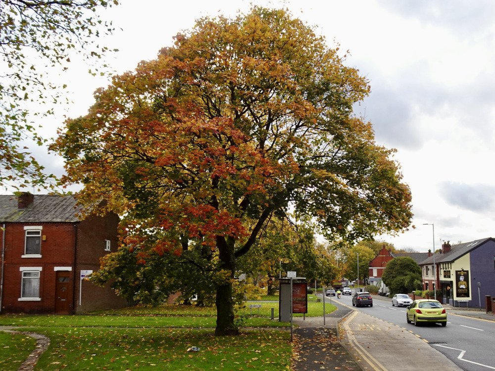 Autumn in Whelley