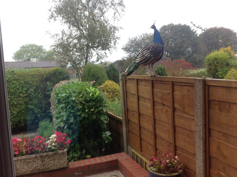 Garden Visitor