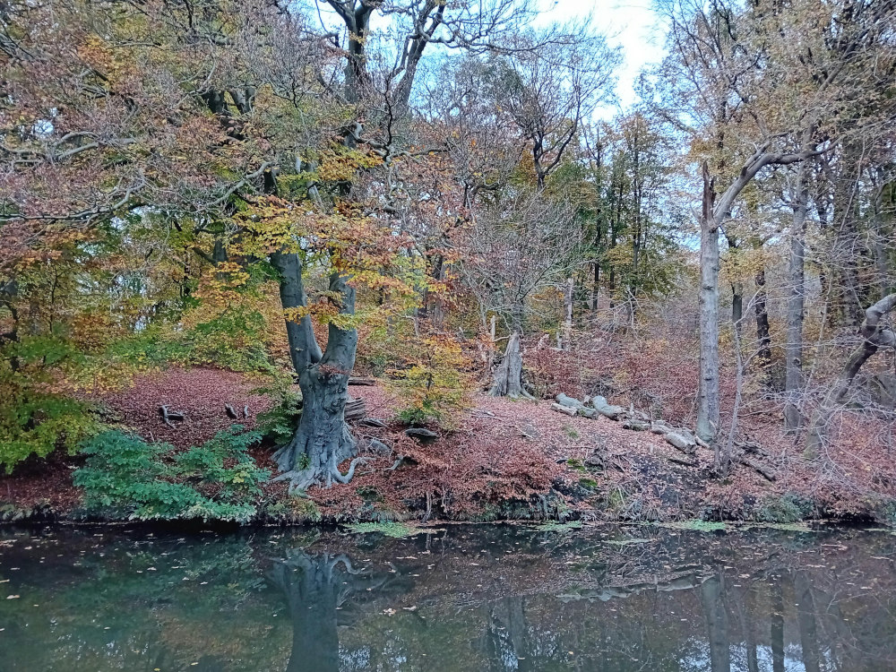 Otters Croft Wood