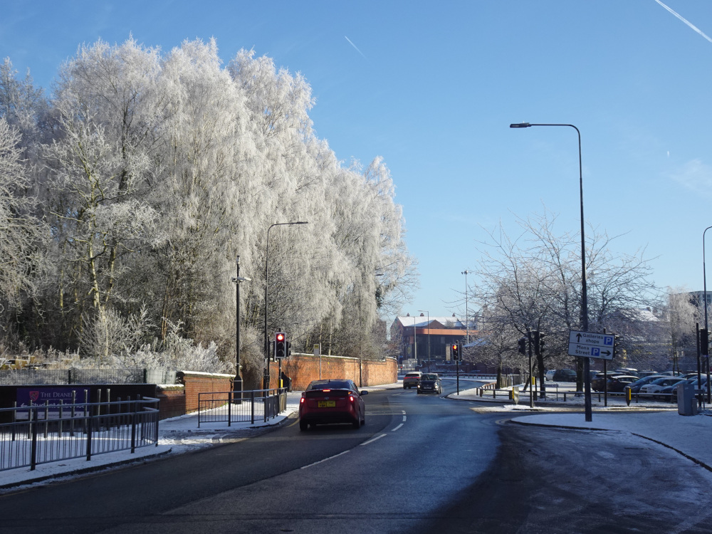 Beautiful Trees