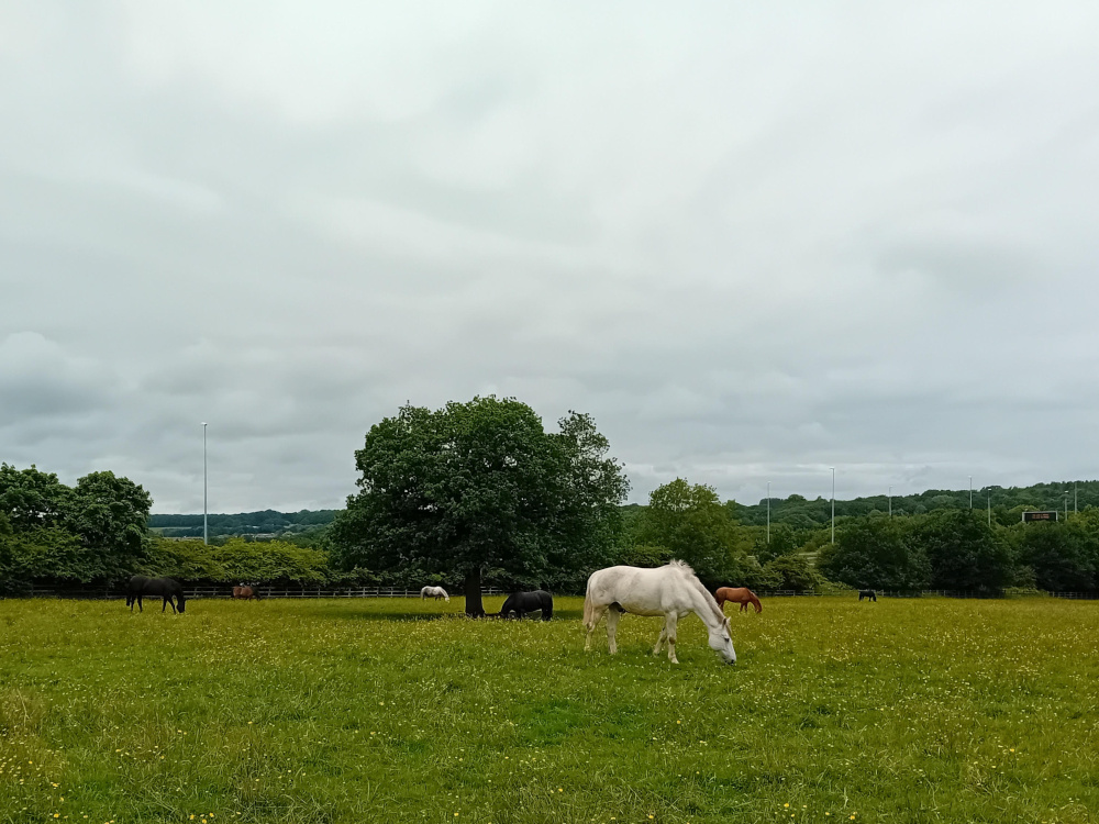 Horses