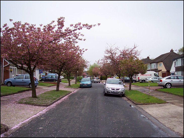 Flowering Cherry Trees