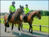 Police Horses II
