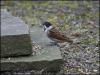 A male Reed Bunting