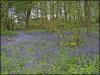 Bluebell Woods - at The Hermitage, Standish.