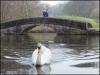 Swan (Cracked Beak)...