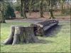 Big tree bench