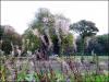 Autumn rosebay willowherb