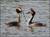 Courting Great crested Grebes