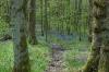 Bluebells in Elnup Wood