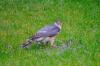 Sparrow Hawk Feeding