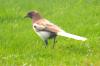 Our Local Resident Brown Magpie